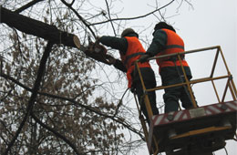 Працівники підприємства “Міськзеленбуд” видаляють сухі та аварійні дерева  у парку Глоби